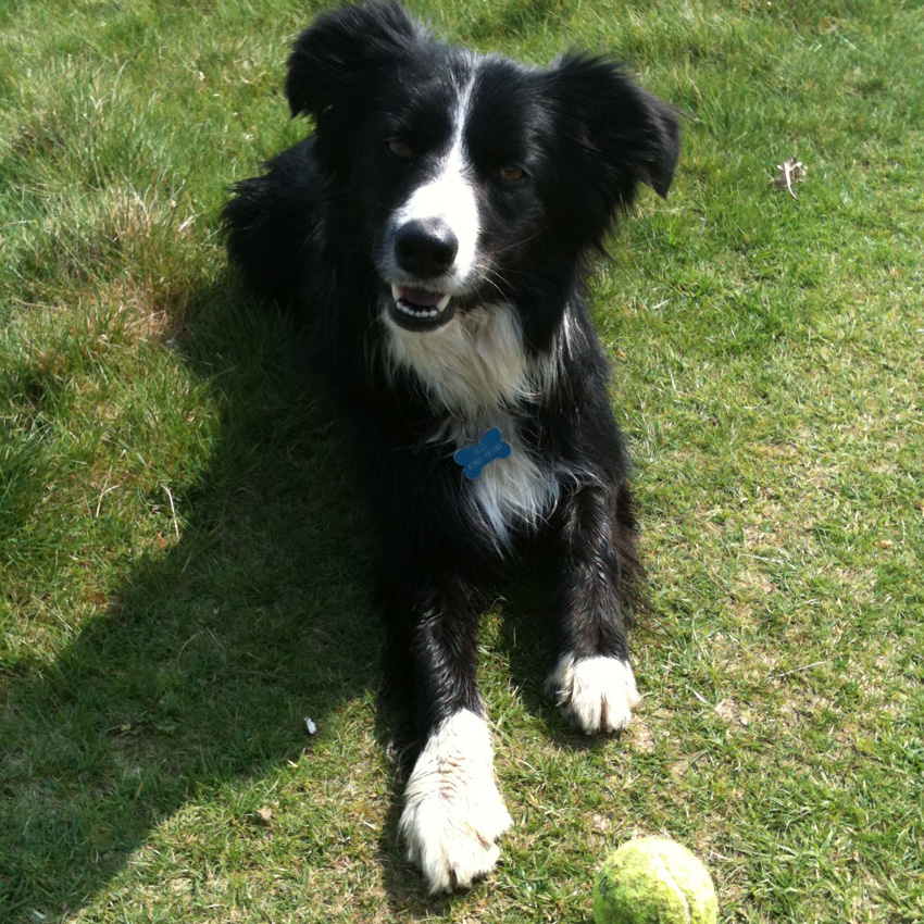 Border collie on a walk in Midhurst