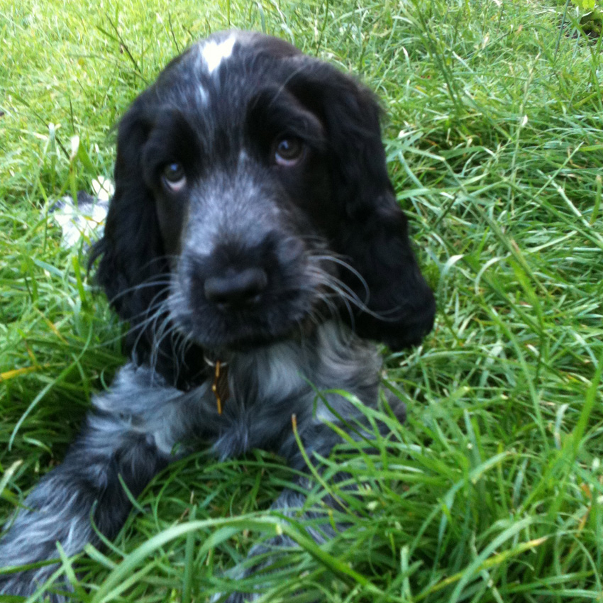 Spaniel Puppy in Petworth