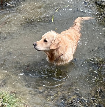 Dog walking service in petworth