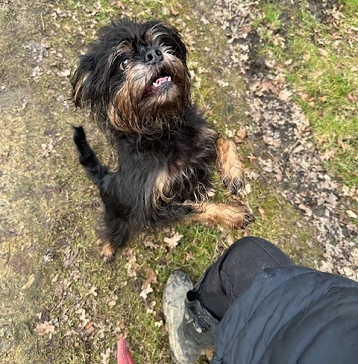 Dog walking service in petworth