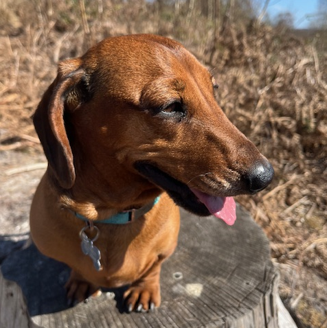 Dog walking service in petworth