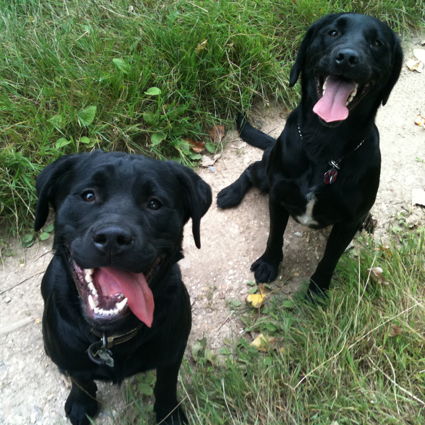 Dog walking in West Sussex