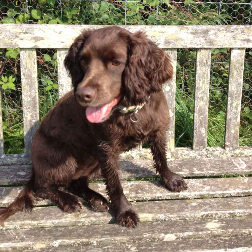 Dog on a bench during a walk